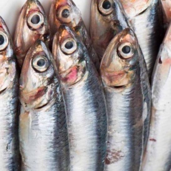 120 cans of Sardines